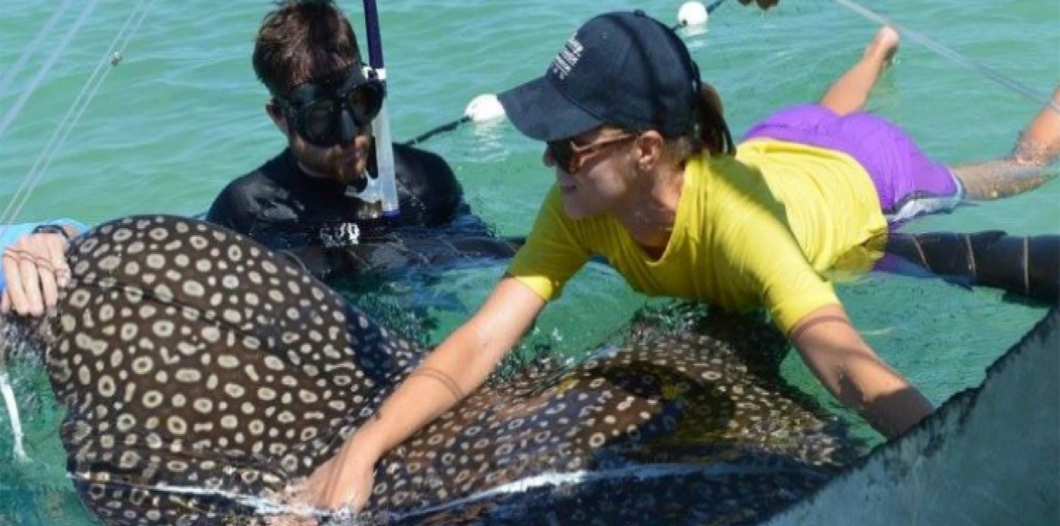 Guy Harvey Fellowship - Florida Sea Grant