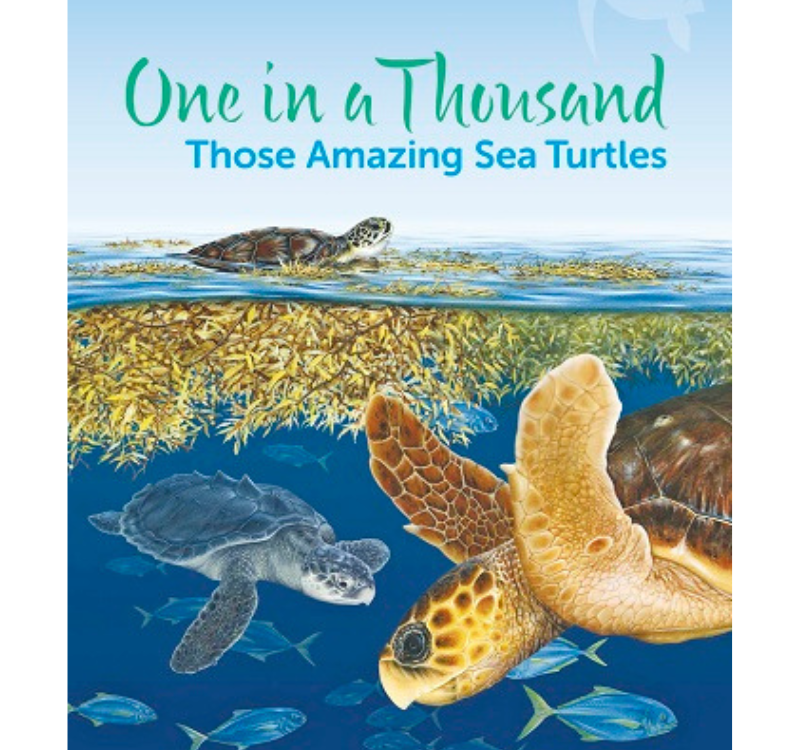 One in a Thousand | Those Amazing Sea Turtles - Florida Sea Grant