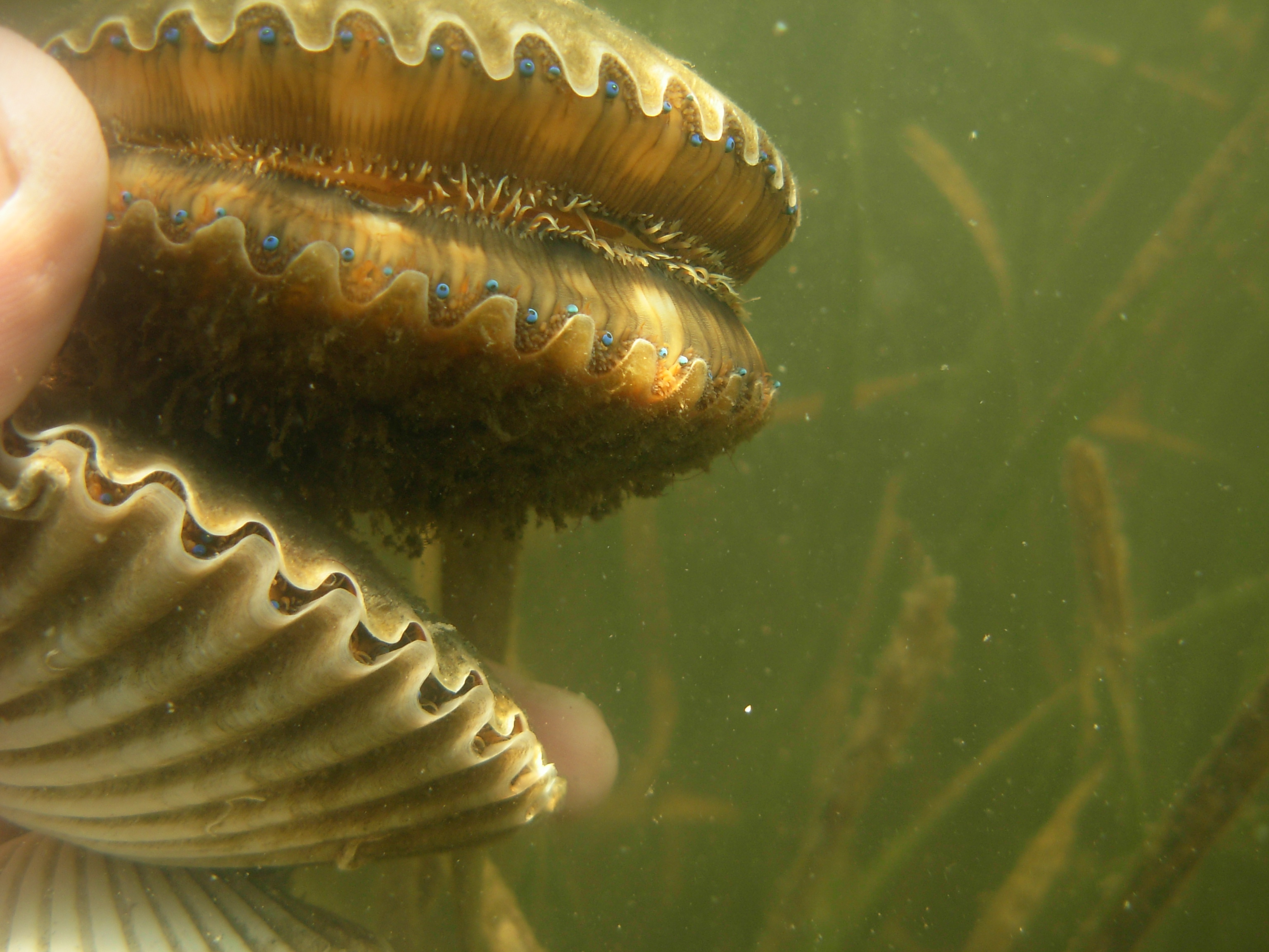 Escambia Extension - THE PENSACOLA BAY GREAT SCALLOP SEARCH It's