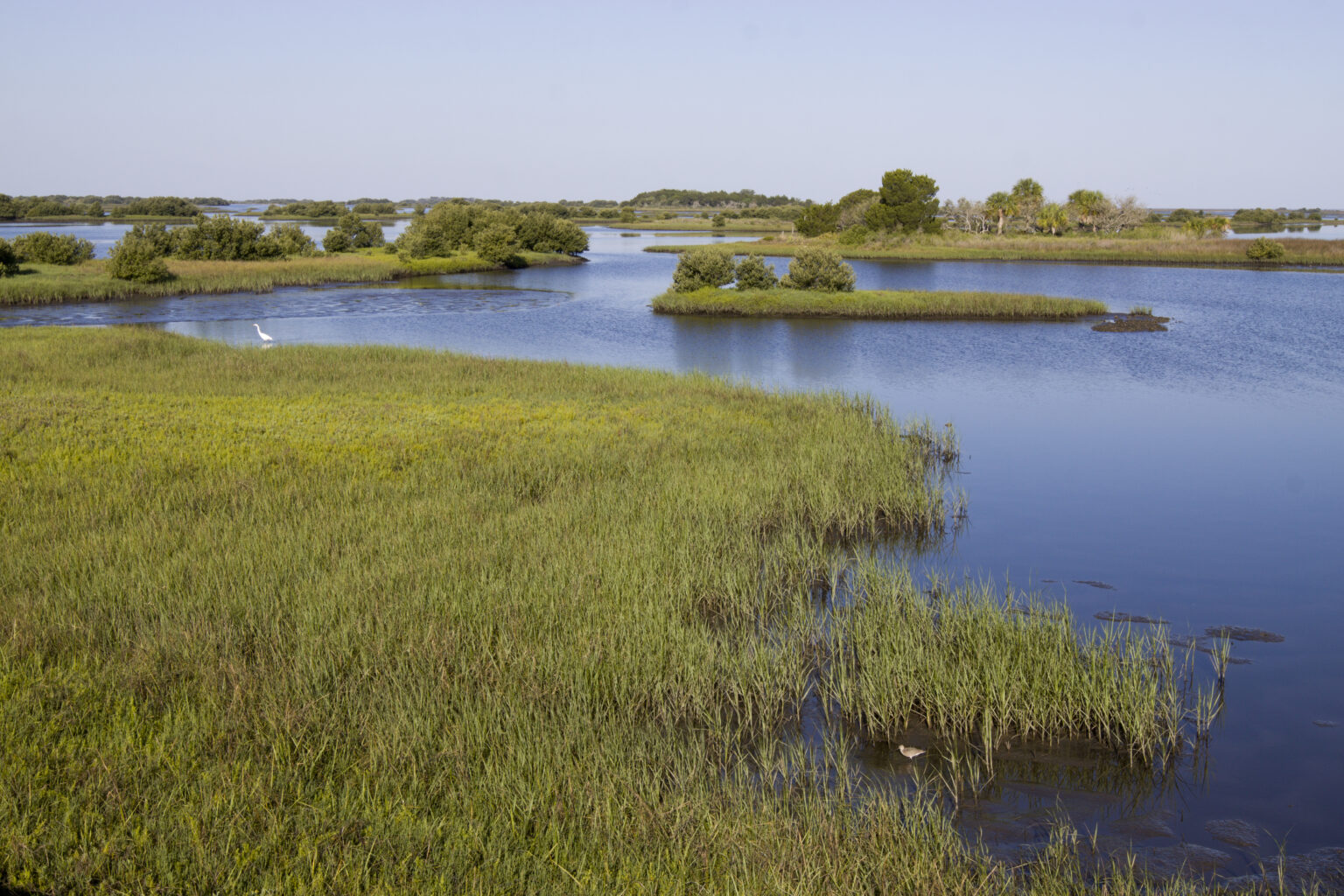 World Wetlands Day: Salt Marshes in Florida’s Big Bend Region - Florida ...