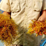 man holding sargassum seaweed