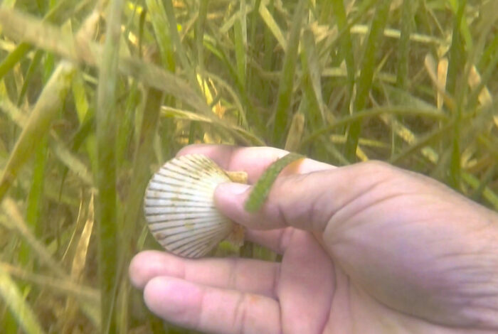 hand picking up scallop with seagrass in background