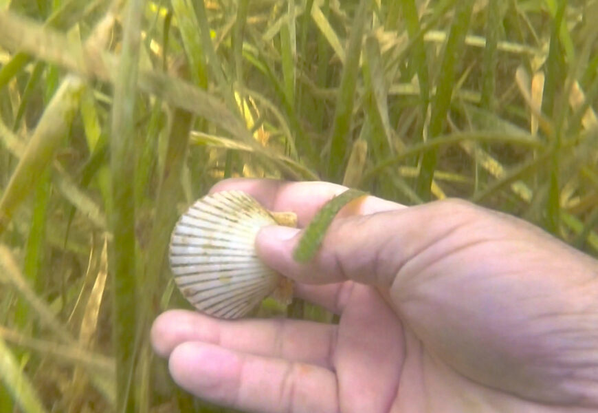 hand picking up scallop with seagrass in background