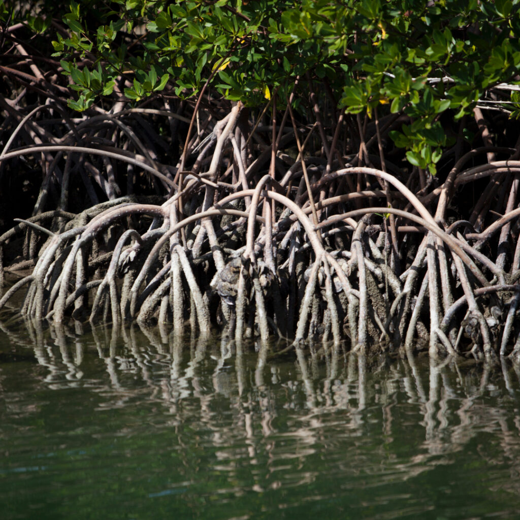 Propagules of Hope: How Florida’s Mangroves are Rooted in Coastal Resilience – Go Health Pro