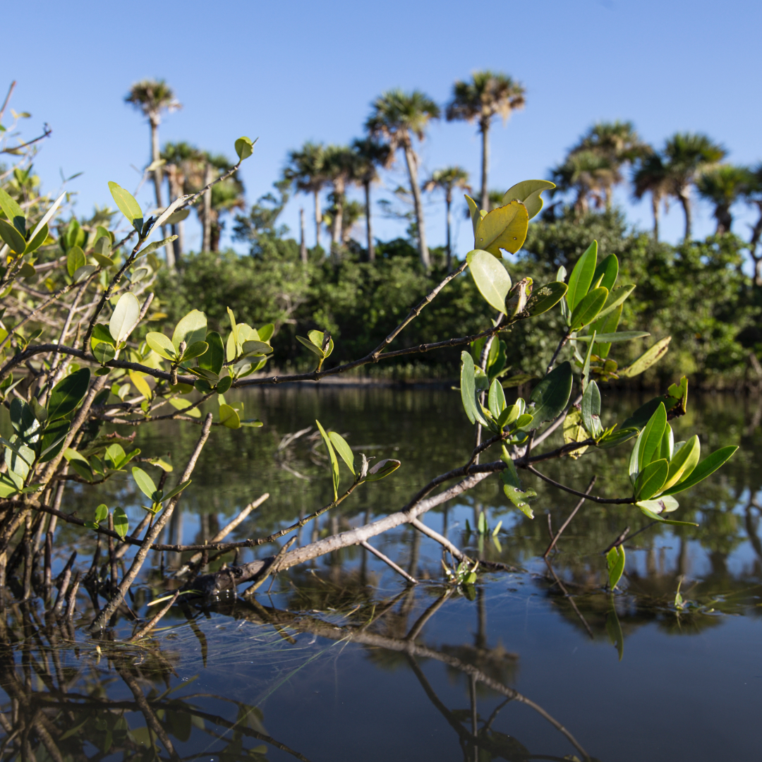 Propagules of Hope: How Florida’s Mangroves are Rooted in Coastal Resilience – Technologist