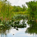 Marine Science Minute with Florida Sea Grant