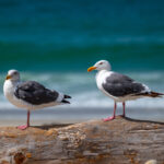 Marine Science Minute with Florida Sea Grant