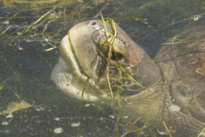 sea turtle in water with seagrass on head