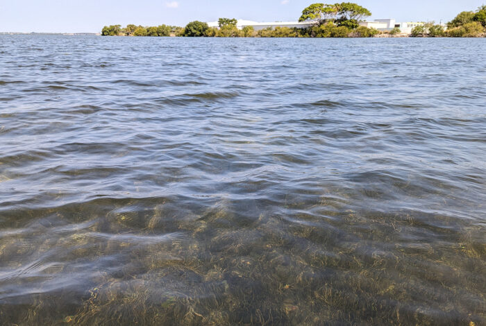 Seagrass meadow near Cape Canaveral