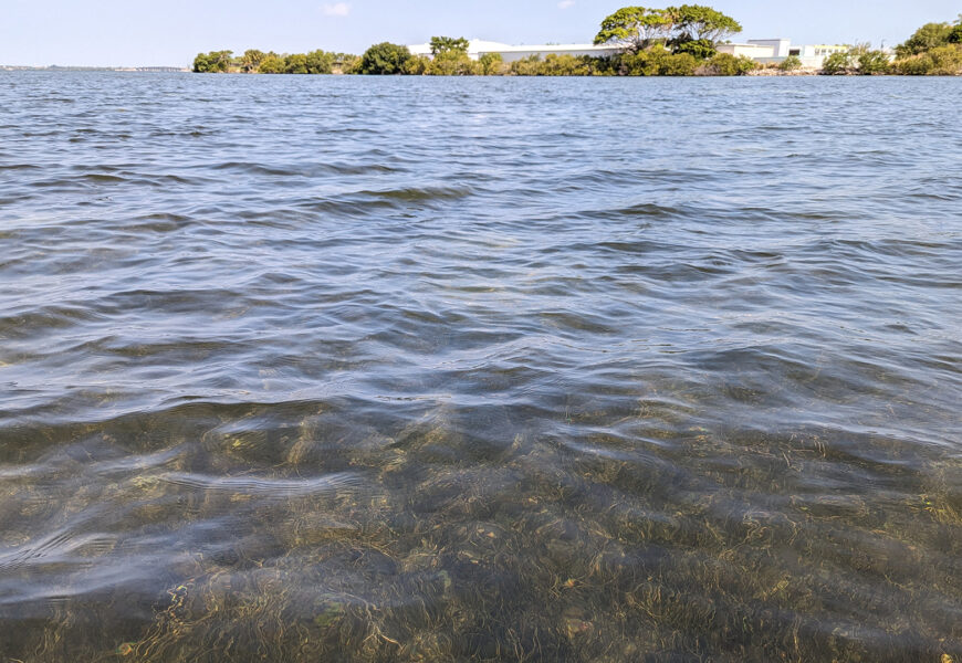 Seagrass meadow near Cape Canaveral