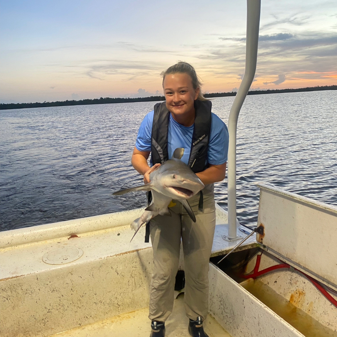 Understanding Chemical Contaminants in Bull Sharks: An Essential Step for Florida’s Marine Ecosystems – Technologist