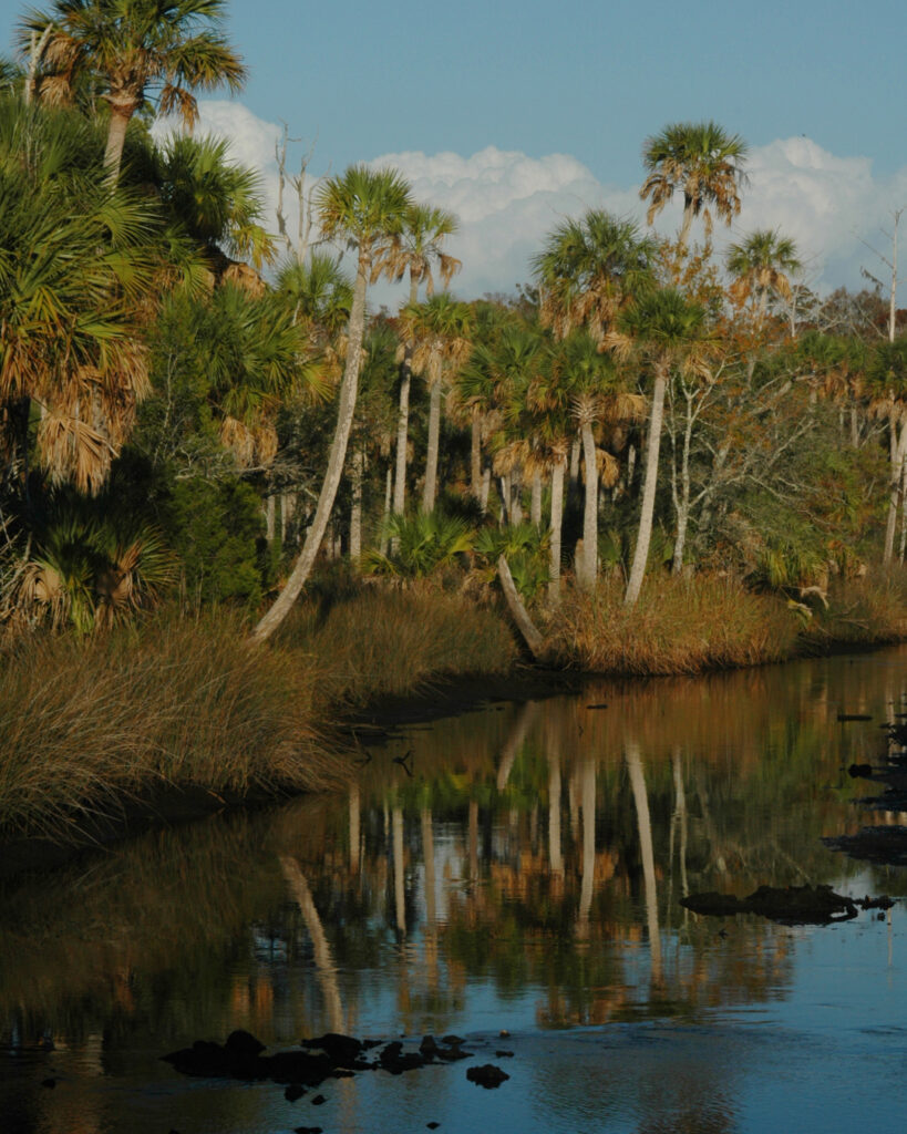 Celebrating World Wetlands Day: All about Florida’s Salt Marshes – Go Health Pro