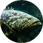 large fish in tank