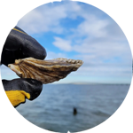 gloved hand holding oyster in front of ocean