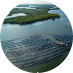 aerial view of oyster farm