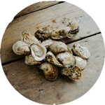 oysters on wood surface