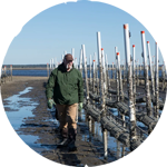 man walking near rows of oyster cages