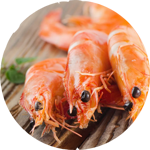 shrimp