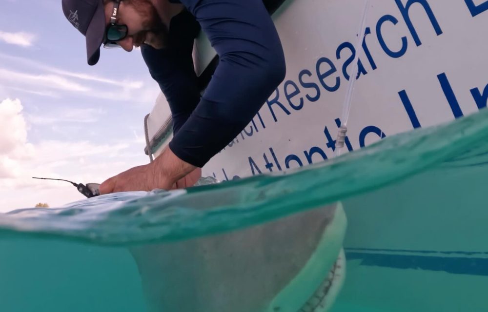 blacktip tagging pic